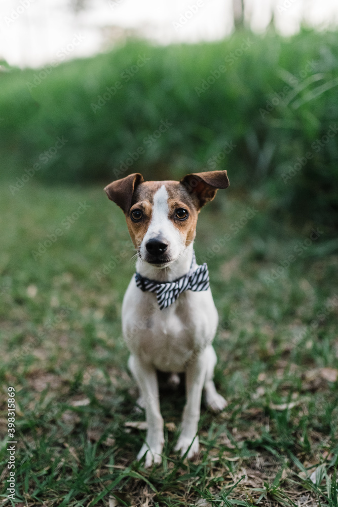 Terrier in a bow tie Terrier in a bow tie
