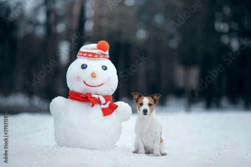 dog in snowy winter makes a snowman. Jack Russell Terrier in a scarf. Pet in nature