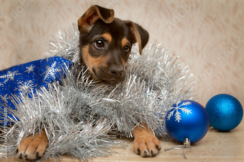 Portrait of a little black-red puppy in New Year's tinsel and balls looking dreamily into the distance