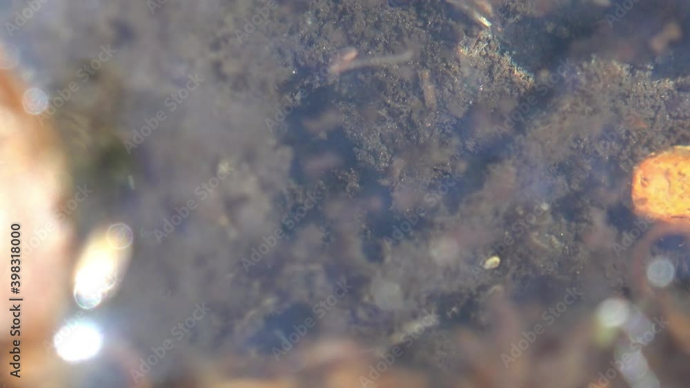 Tulfex Insect Tubifex is a cosmopolitan genus of tubificid annelids that inhabits the ...