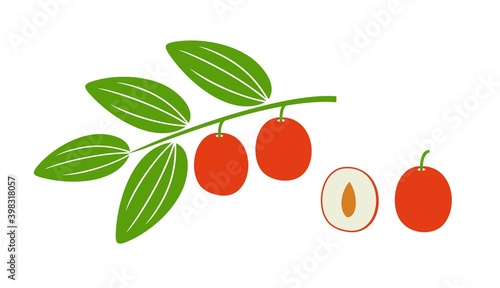 Photos Jujube logo. Isolated jujube on white background