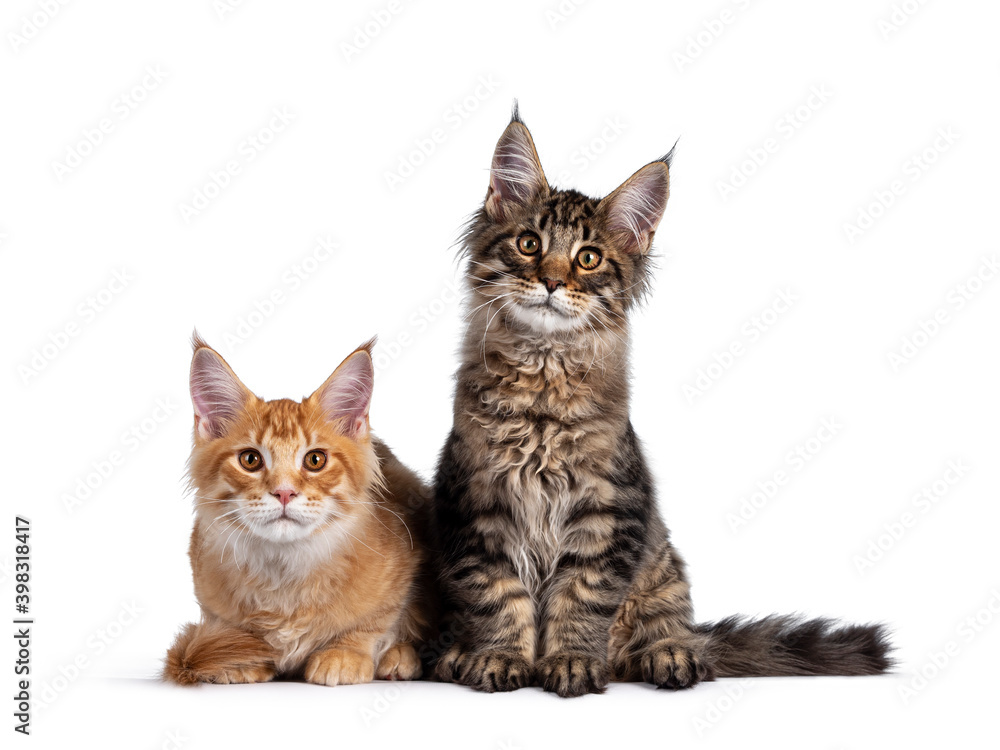 Red and black tabby Maine Coon cat kittens, sitting and laying beside each other. Looking both to camera. Isolated on white background.