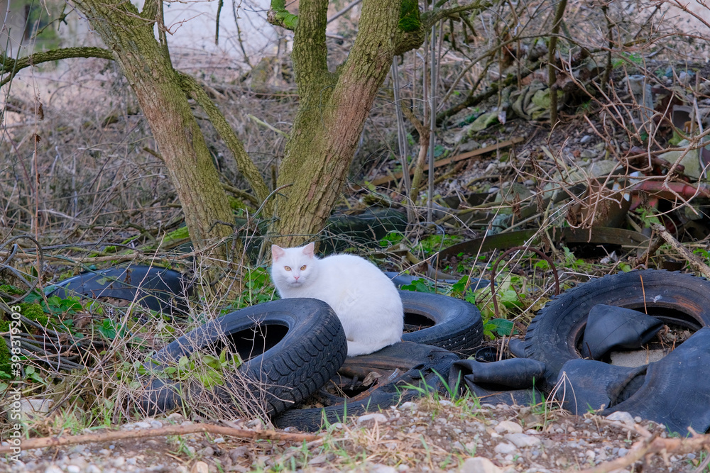 Obraz premium Katze mit Autoreifen 