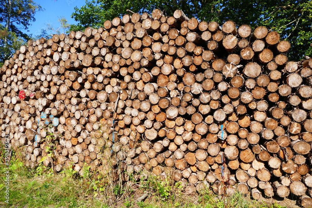 Large stacks of wood due to the forest dieback because climate change, dryness and immense reproduction of the bark beetles - Harz mountains near Wernigerode, Germany