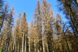 Catastrophic forest dying in Germany. Reason is climate change, dryness and immense reproduction of the bark beetles - near Oderteich, Harz mountains, Germany