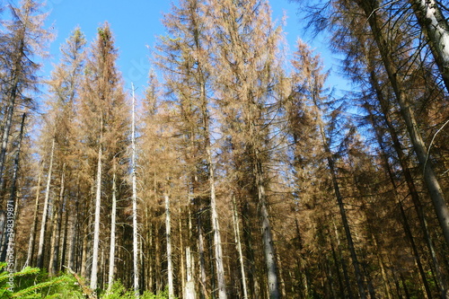 Catastrophic forest dying in Germany. Reason is climate change  dryness and immense reproduction of the bark beetles - near Oderteich  Harz mountains  Germany