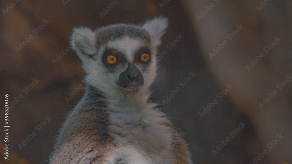 Fototapeta premium ring lemur sitting on the ground