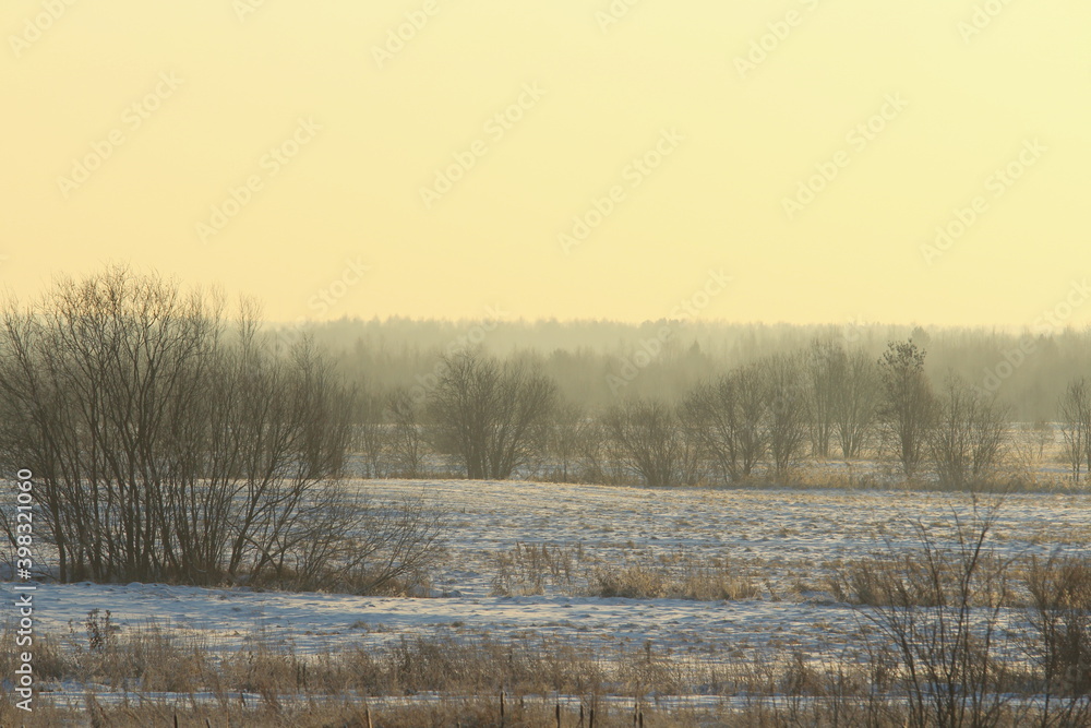 Foggy winter landscape with bushes and trees, soft daylight Foggy winter landscape with bushes and trees, soft daylight