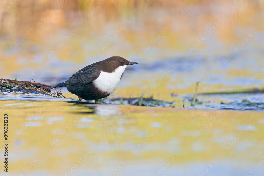 A white-throated dipper Cinclus cinclus perched in streaming water in search for food. A white-throated dipper Cinclus cinclus perched in streaming water in search for food.