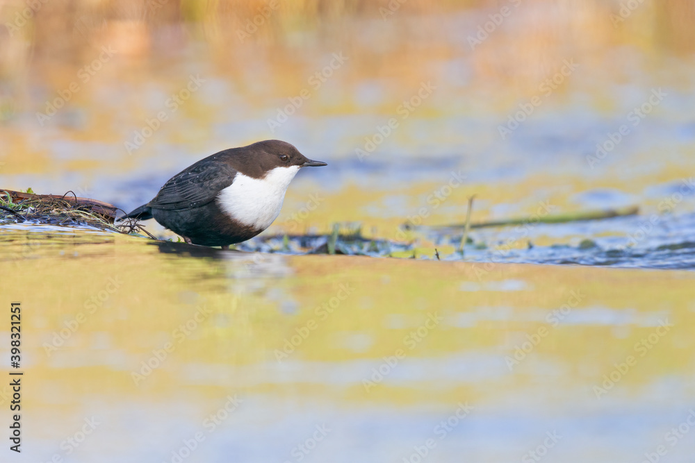A white-throated dipper Cinclus cinclus perched in streaming water in search for food. A white-throated dipper Cinclus cinclus perched in streaming water in search for food.