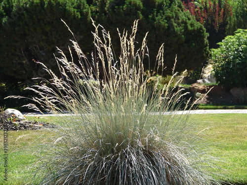 Blue Oat Grass, ornamental grasses, in a garden with shrubs in the background, xeriscape
 photo