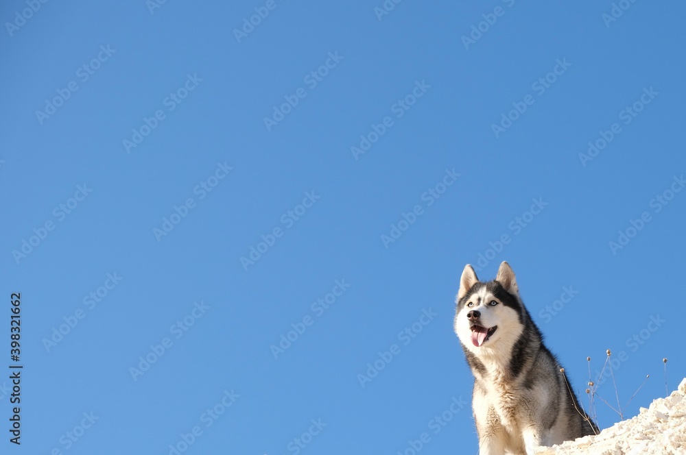 A Siberian Husky sits on top of a chalk mountain against a bright blue sky. The object is located in the lower right corner of the photo A Siberian Husky sits on top of a chalk mountain against a bright blue sky. The object is located in the lower right corner of the photo