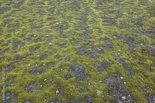 green moss on black lava pattern as background