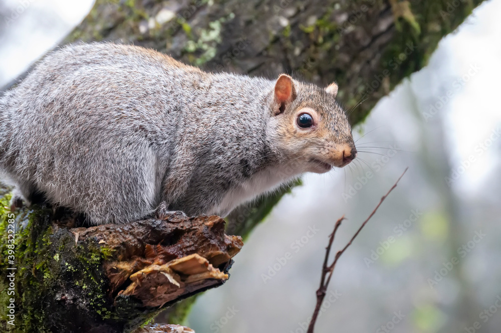 Fototapeta premium Hello Cheeky 