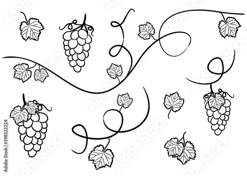 Set of hand drawn isolated grape elements. Grapevine, bunches and leaves. Vector black and white illustration. Decoration for a vineyard, restaurant, bar, cellar.