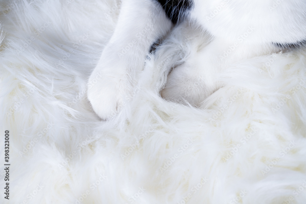 cute little cat sleeping on fluffy white hygge concept cute little cat sleeping on fluffy white hygge concept