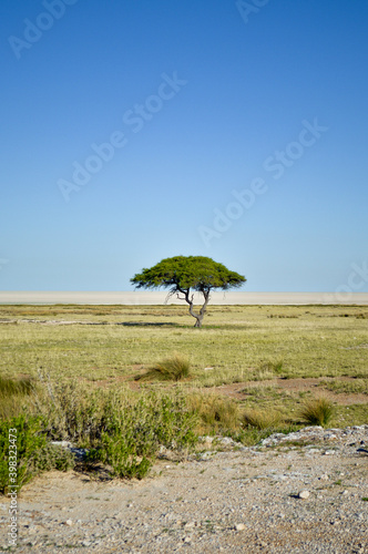 A tree in the savannah of Africa