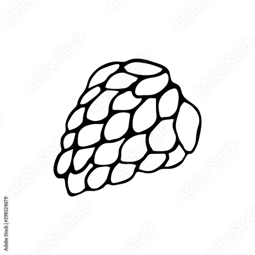Hand drawn doodle style pinecone in vector. Isolated illustration on white background. For graphic and web design