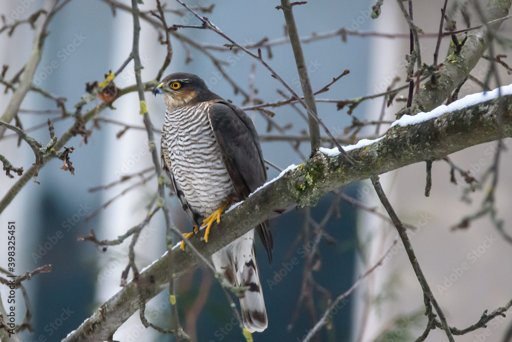 Selective focus photo. Eurasian sparrowhawk bird, Accipiter nisus. Selective focus photo. Eurasian sparrowhawk bird, Accipiter nisus.