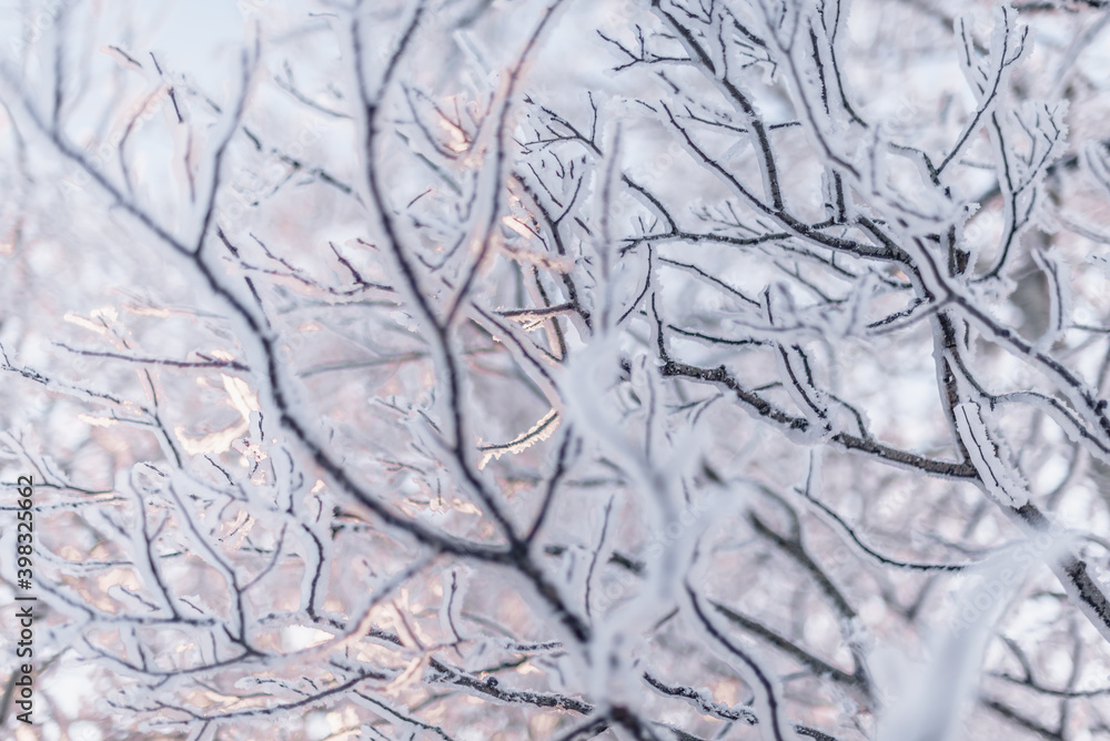 snow covered branches snow covered branches
