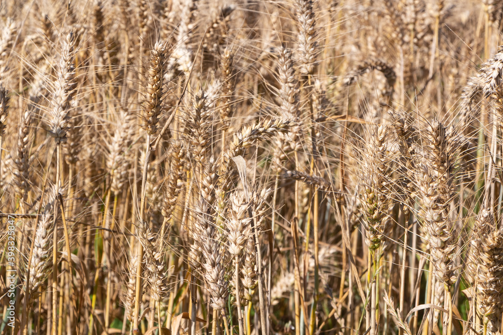 Field of barley just before harvesting in Brittany