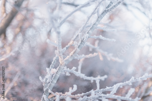 frost on the branches © yuliianosulich