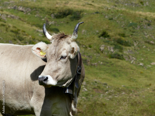 Bull with horns in the Bavarian mountains  Germany