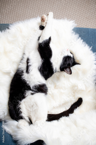 cute little cat sleeping on fluffy white hygge concept
