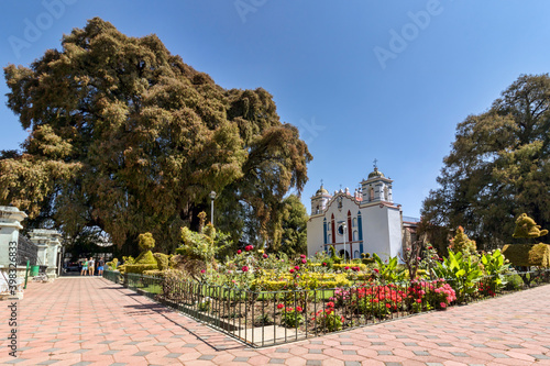 Arbol del Tule, Oaxaca, México