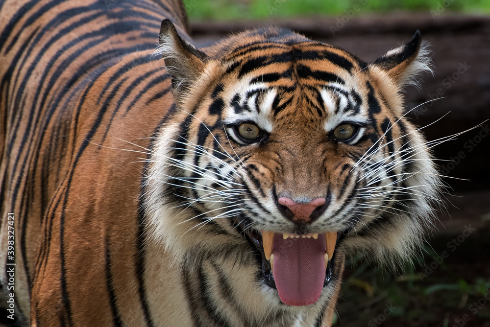 Naklejka premium A tiger with weird looking face