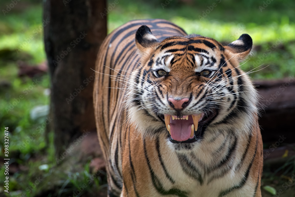 Fototapeta premium A tiger with weird looking face 