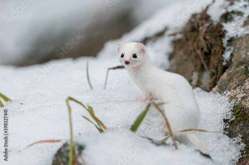 least weasel on a snow 1