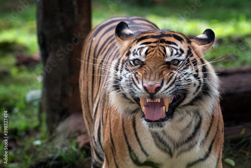 A tiger with weird looking face 