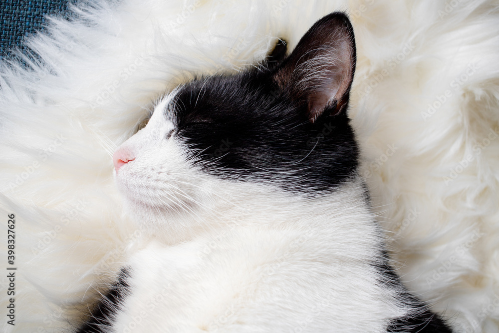 Obraz premium cute little cat sleeping on fluffy white hygge concept