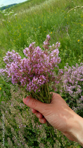 Fototapeta Naklejka Na Ścianę i Meble -  bouquet of thyme in hand on a meadow background