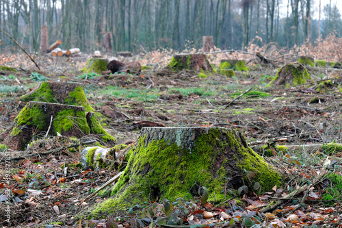 Tree stumps covered with moss in a cleared forest owing to dryness and bark beetle infestation in times of climate change and forest dieback - stockphoto