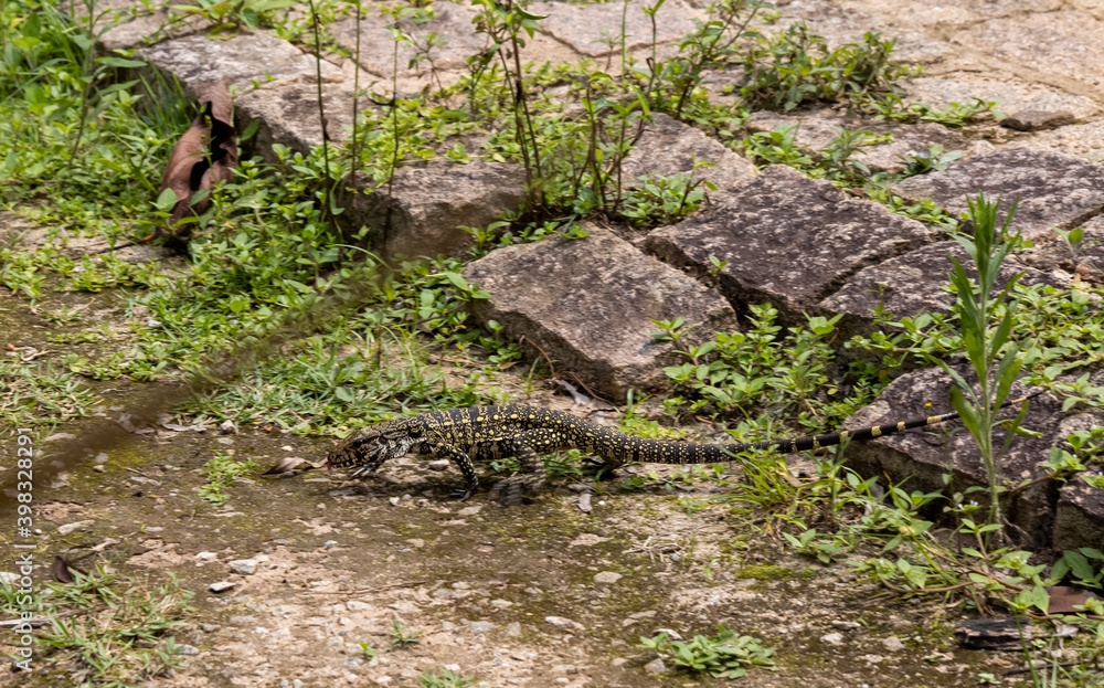 Lagarto fotografado dentro de um parque Lagarto fotografado dentro de um parque