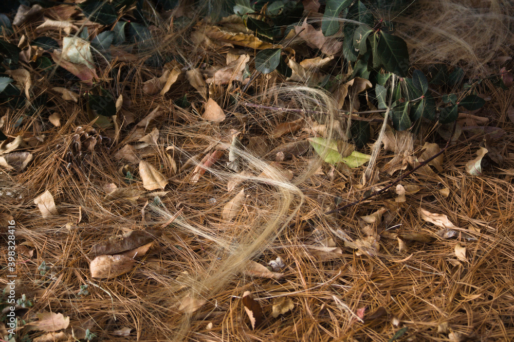 Blonde hair on bright green leaves and pine needles Blonde hair on bright green leaves and pine needles