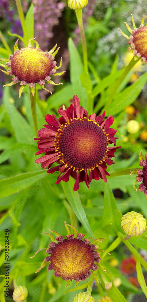 Dark red coneflower Dark red coneflower