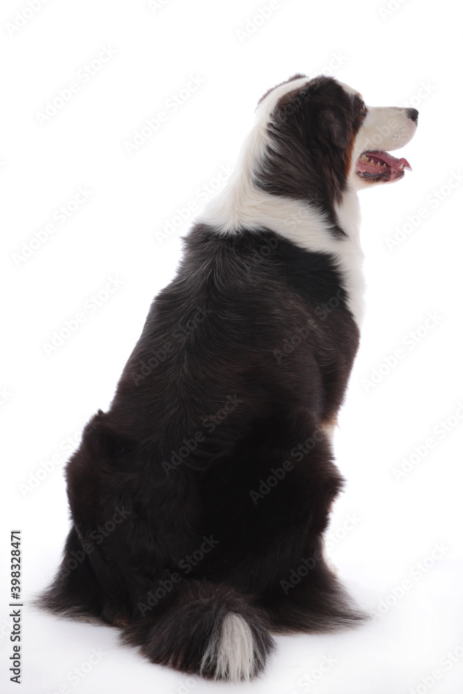 Australian shepherd from the back on white backgound Australian shepherd from the back on white backgound