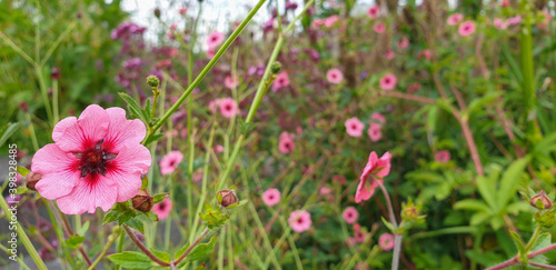 Pink hollyhock alcea flowers