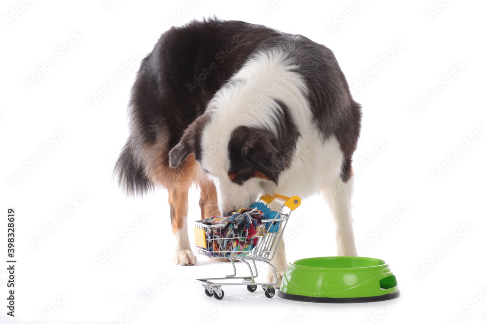 Dog with bowl sniffing in shopping cart