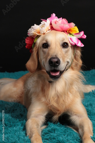 Golden retriever dog with a flower headset