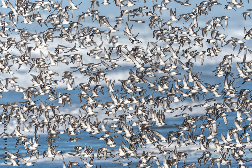 Fototapeta premium Larger Flock of Dunlins (Calidris alpina)