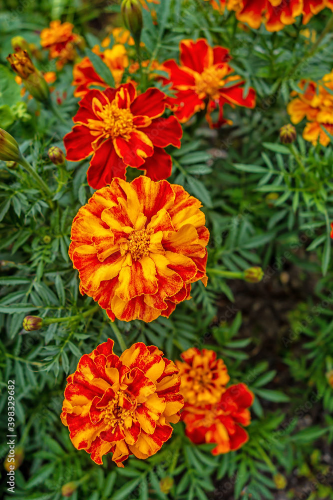 floral background of marigolds on a flowerbed in a park floral background of marigolds on a flowerbed in a park