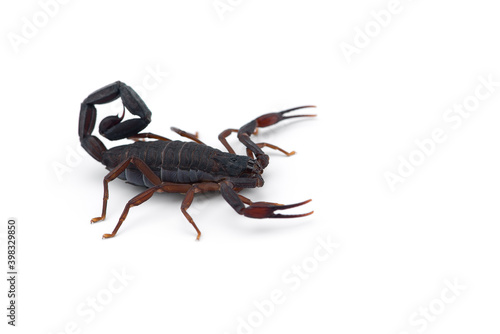 Yellow deadly dangerous scorpion top view isolated on white background