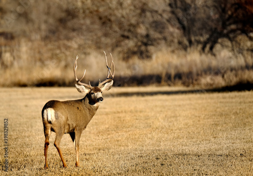 Mule Deer Buck Male Animal with Antlers Horns in Field in Fall Autumn