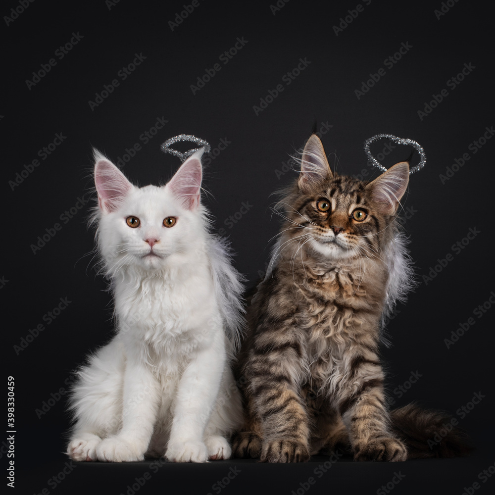 Solid white and black tabby Maine Coon cat kittens, wearing silver halo and white feathjer wings as angels. Looking at camera. Isolated on black background.