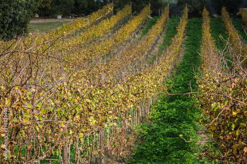 vineyard lines  Lloret de Vista Alegre  Mallorca  Balearic Islands  Spain