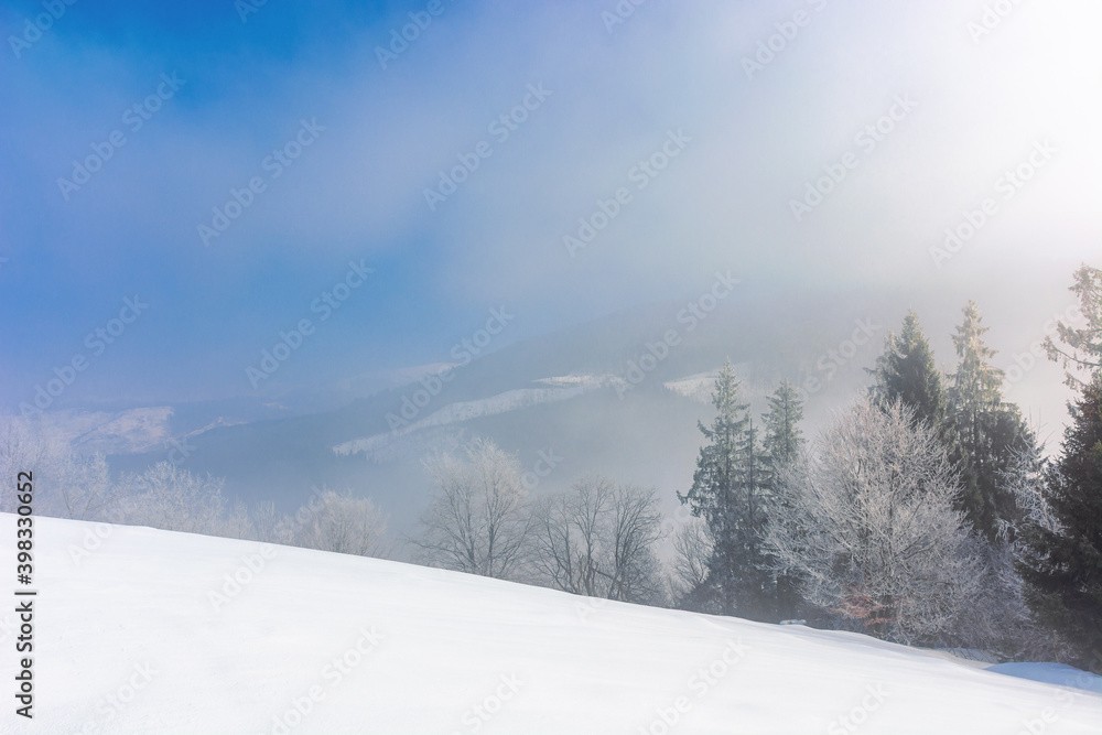 trees in mist on a snow covered hill. fairy tale winter mountain scenery. frosty weather on a sunny morning trees in mist on a snow covered hill. fairy tale winter mountain scenery. frosty weather on a sunny morning